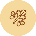 Coriander